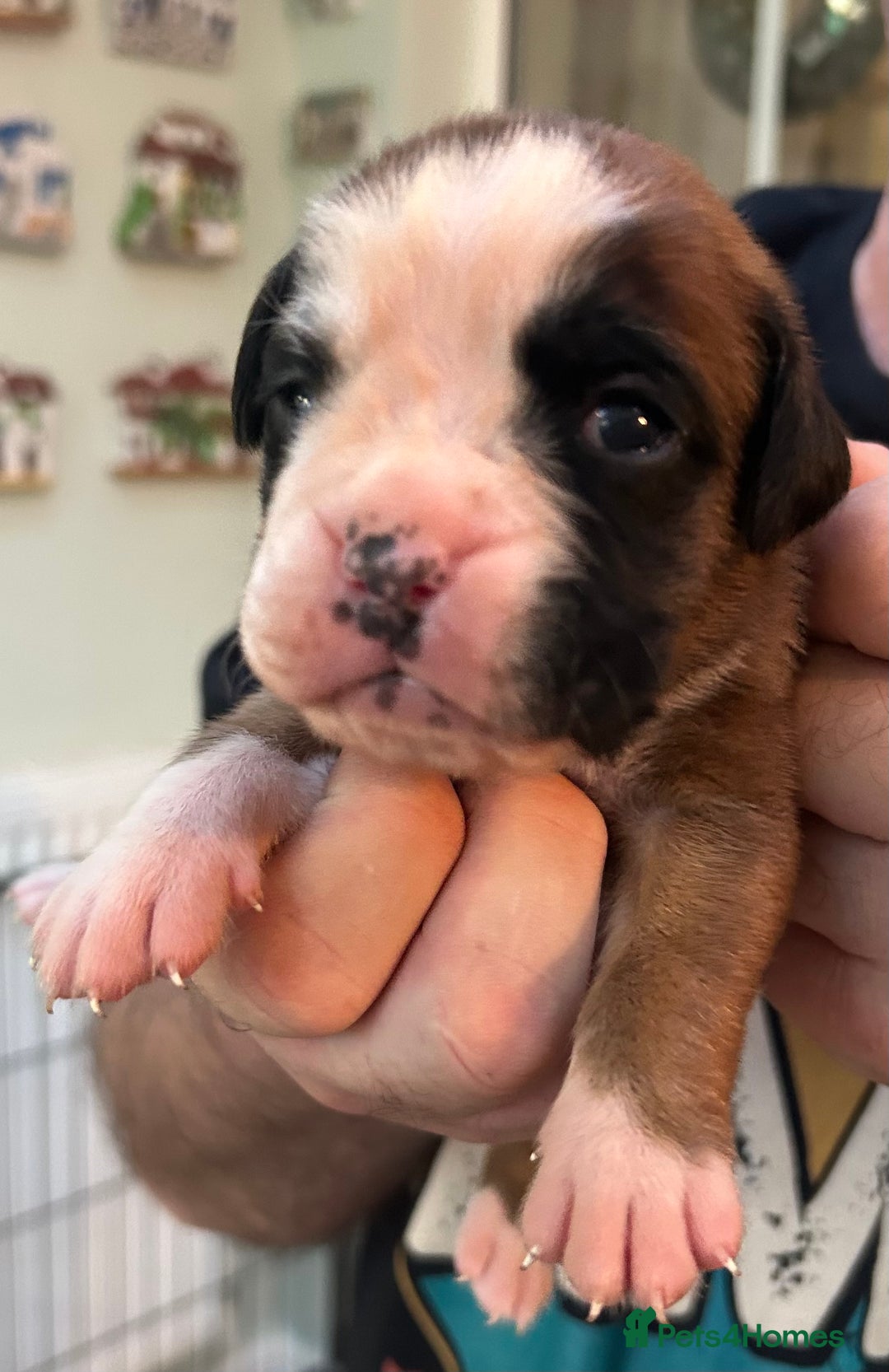 Boxer dogs for sale: Adorable BOXER puppies - Advert 12