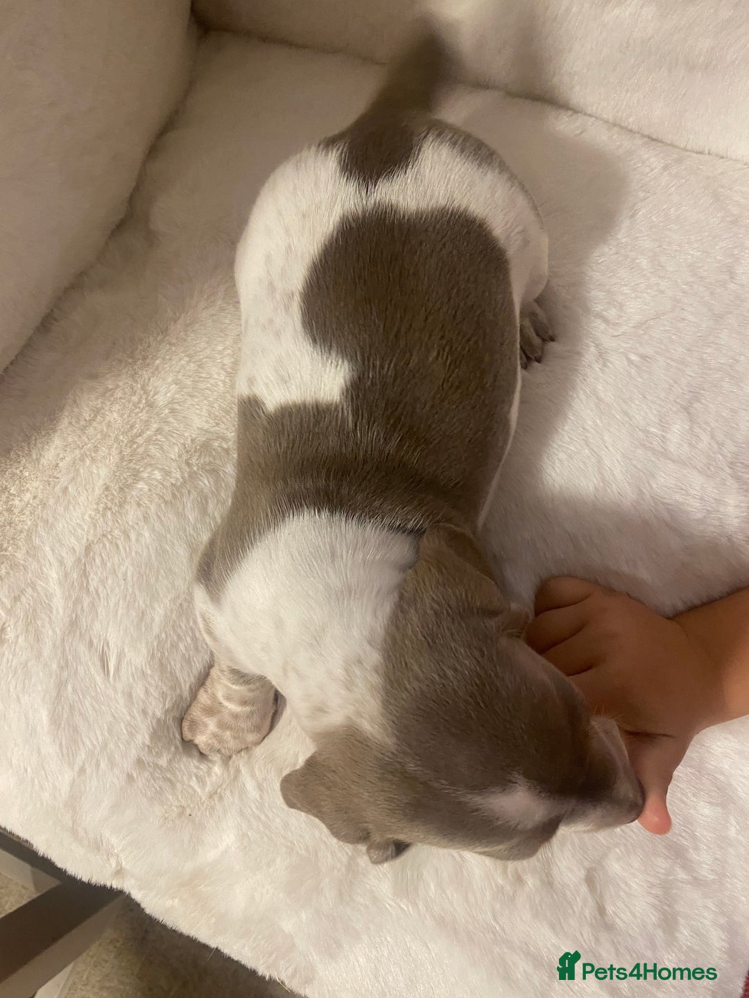 Miniature Dachshund dogs for sale: PRA Clear KC Registered Mini Dachshunds - Advert 11