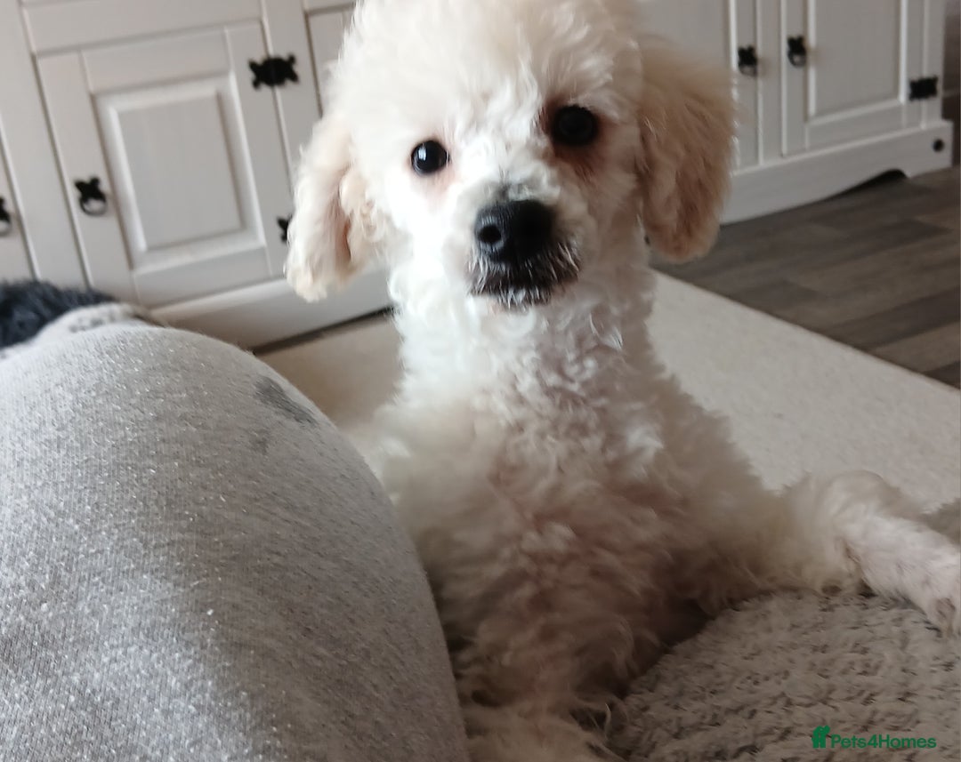 Miniature Poodle dogs for sale: Beautiful boy  - Image 4