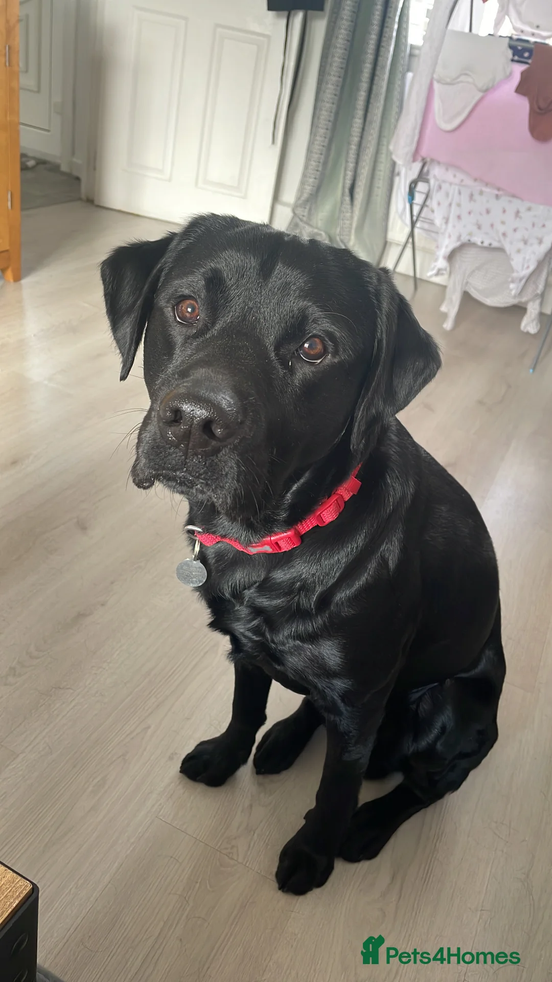 Labrador Retriever dogs for stud: KC Registered Working Labrador Retriever  - Advert 2