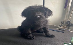 Labradoodle dogs for sale: F1 labradoodles  - Image 1