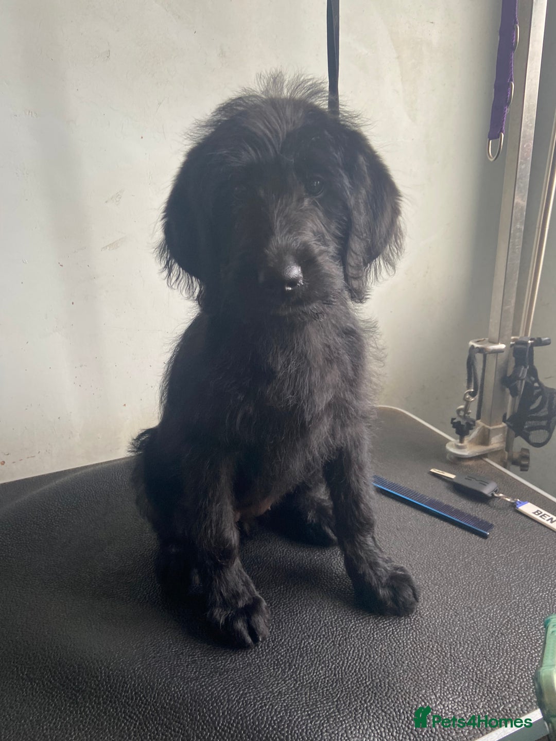 Labradoodle dogs for sale: F1 labradoodles  - Image 1