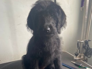 Labradoodle dogs - Advert 2