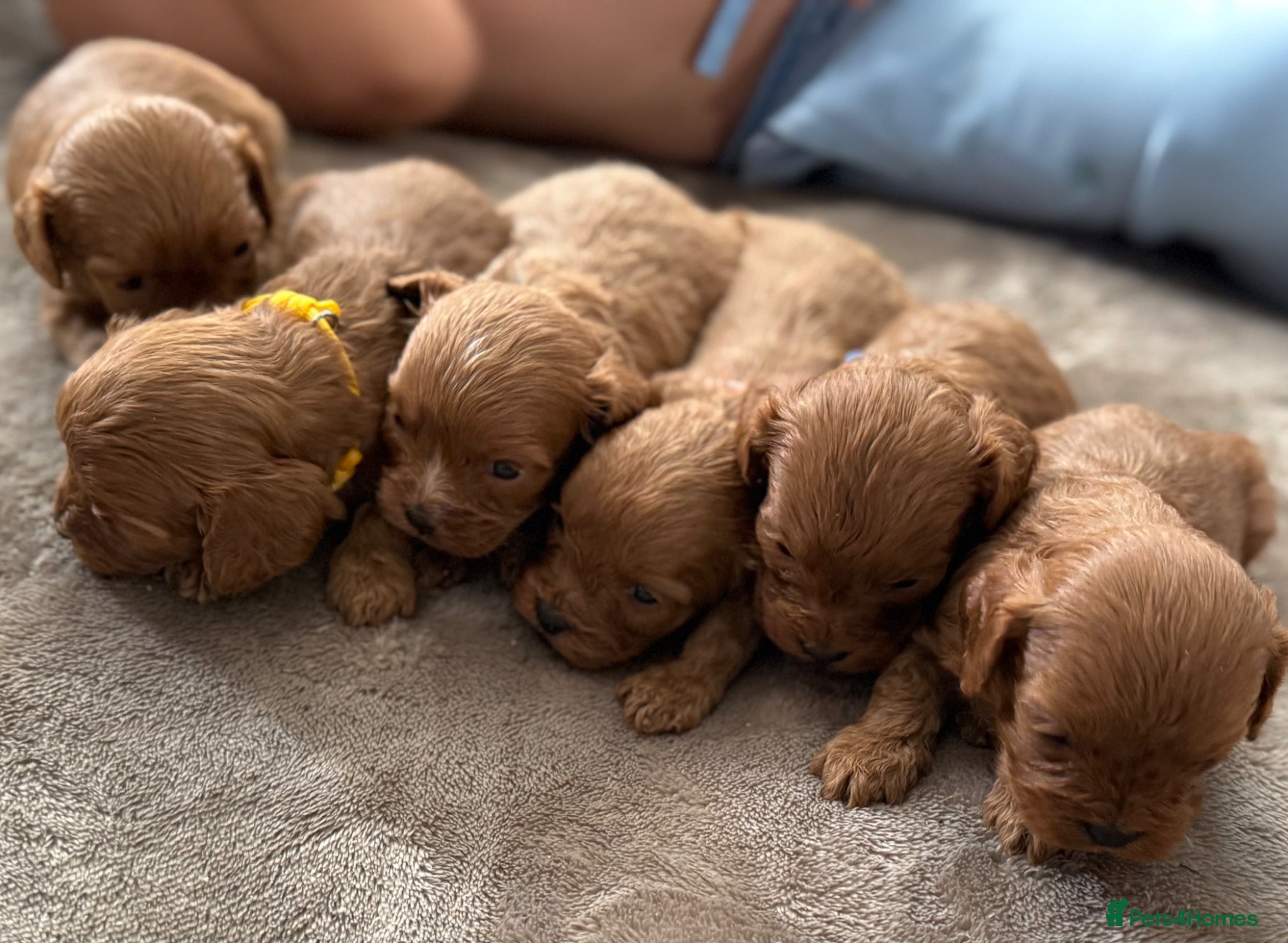 Cavapoo dogs Stunning F1 Ruby Red Cavapoos - Advert 1