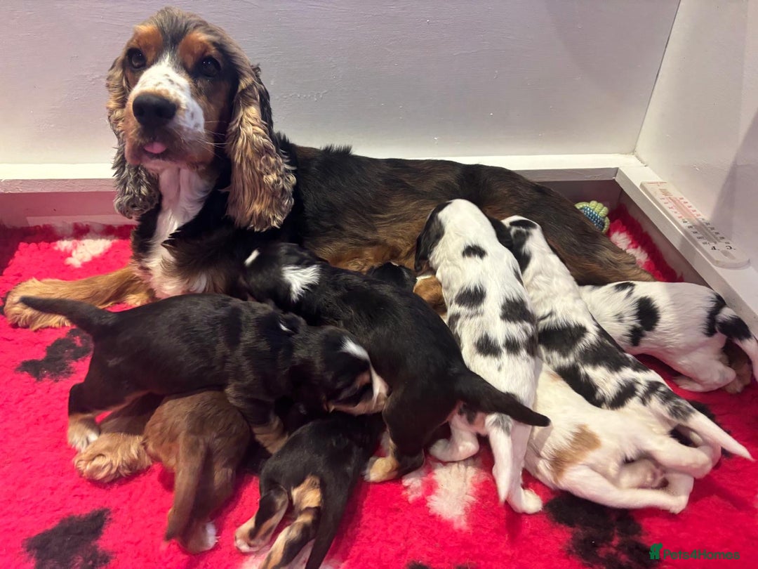 Cocker Spaniel dogs for sale: Kc reg show Cocker Spaniel, 5* Licensed breeder - Image 1