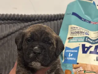 Presa Canario dogs Pure Outstanding presa Canario pups - Advert 9