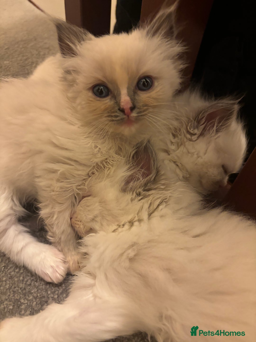Ragdoll cats for sale: Cuddle-Ready Pedigree Ragdoll Kittens  - Advert 4