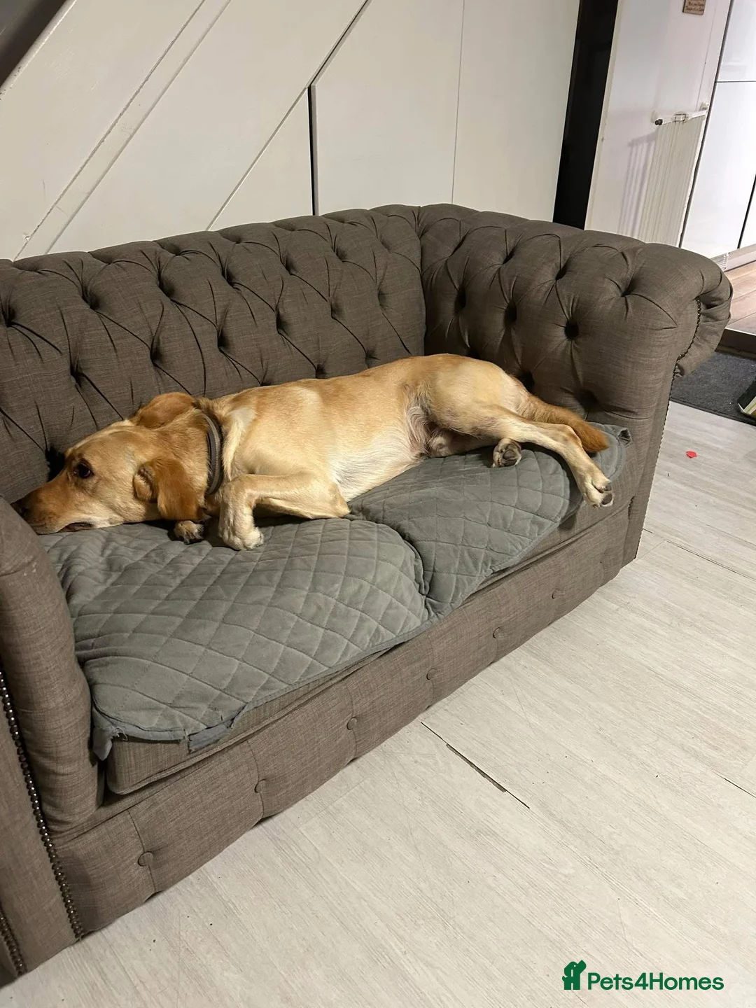 Goldador dogs for sale: Lab cross retriever. 3.5 years old. Gt family Dog. - Advert 5