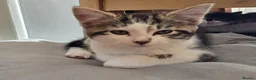 Mixed Breed cats for sale: Kittens are 10 weeks old for sale. - Advert 13