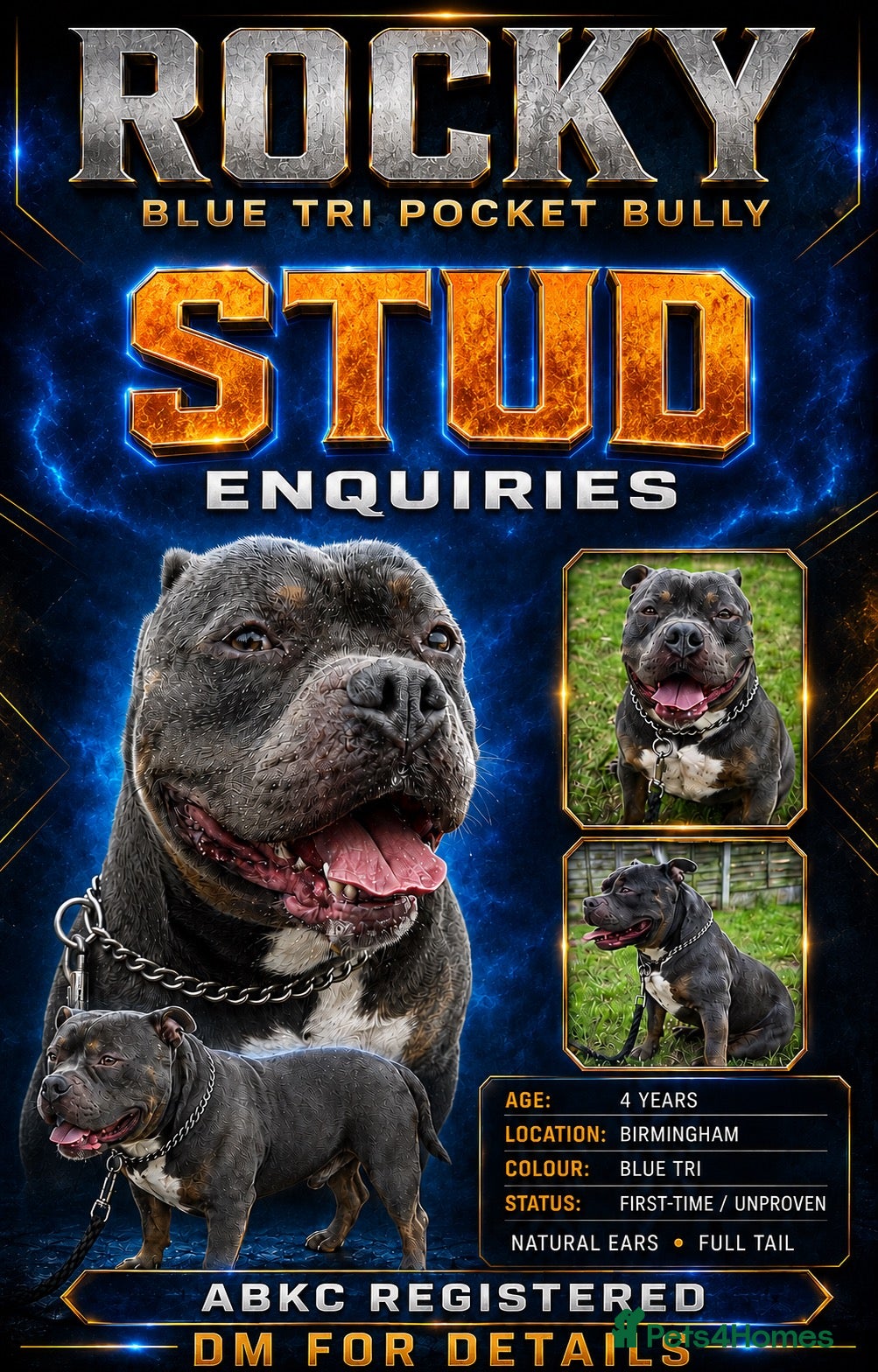 American Bully dogs Rocky – Blue Tri Pocket Bully STUD!  - Advert 2