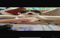 Jackapoo dogs for sale: 5 beautiful jackapoos - Image 1