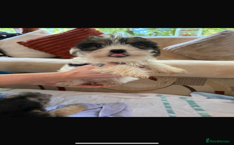 Jackapoo dogs - Advert 1