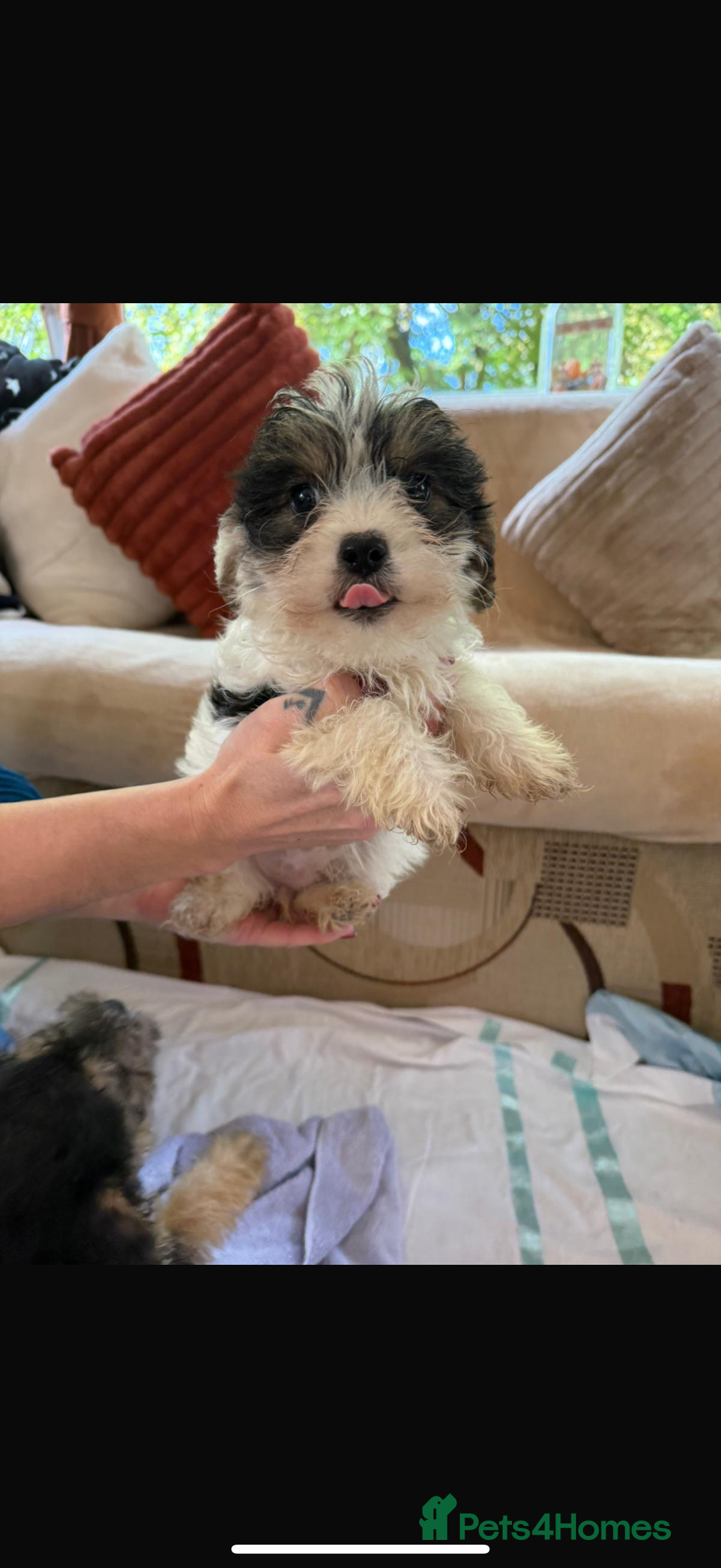Jackapoo dogs for sale: 5 beautiful jackapoos - Image 1