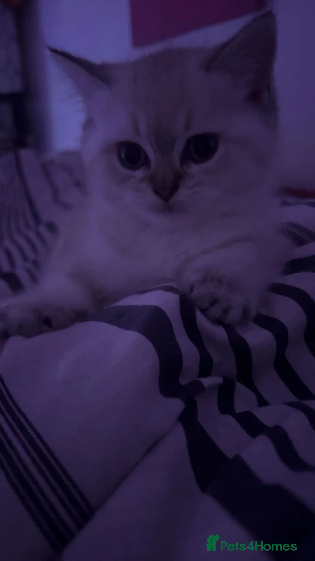 British Shorthair cats for sale: 💐sliver British shorthair 💗🌸 - Advert 3