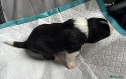 Border Collie dogs for sale:  Long Haired KC Reg Border Collie puppies for sale - Image 16