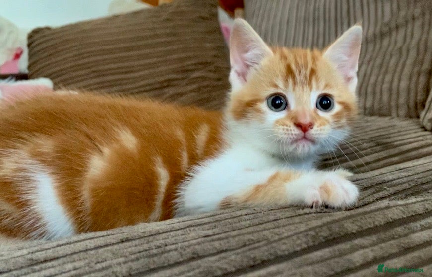 Mixed Breed cats for sale: Cute kittens ready now - Advert 6
