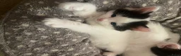 Mixed Breed cats for sale: 2 kittens left  - Advert 7