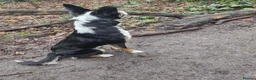 Border Collie dogs for sale: Border Collie For Sale in Wirral - Advert 6
