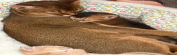 Abyssinian cats for sale: ✨ Elite Abyssinian Kittens 5+ Gen Champions ✨ in Wokingham - Advert 6