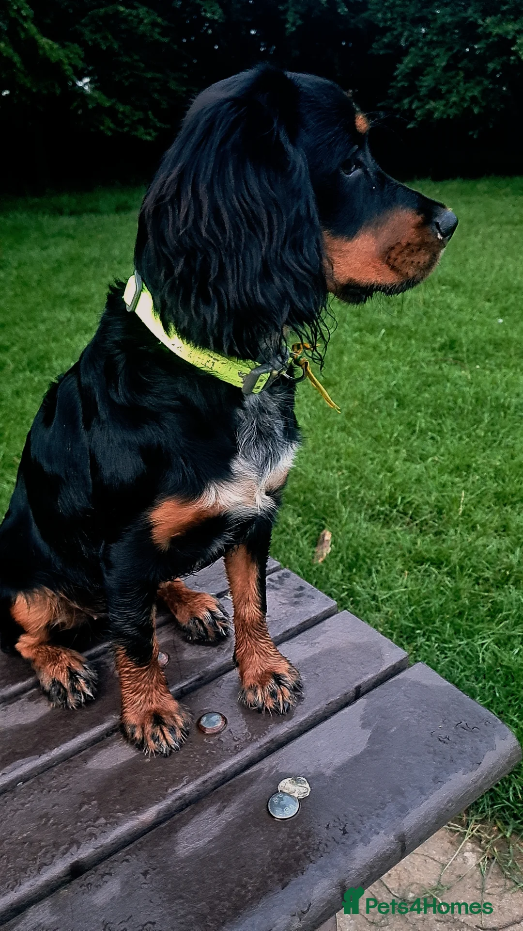 Cockalier dogs for sale: 9 Month old Cocker x Cavalier girl in Plymouth - Advert 2
