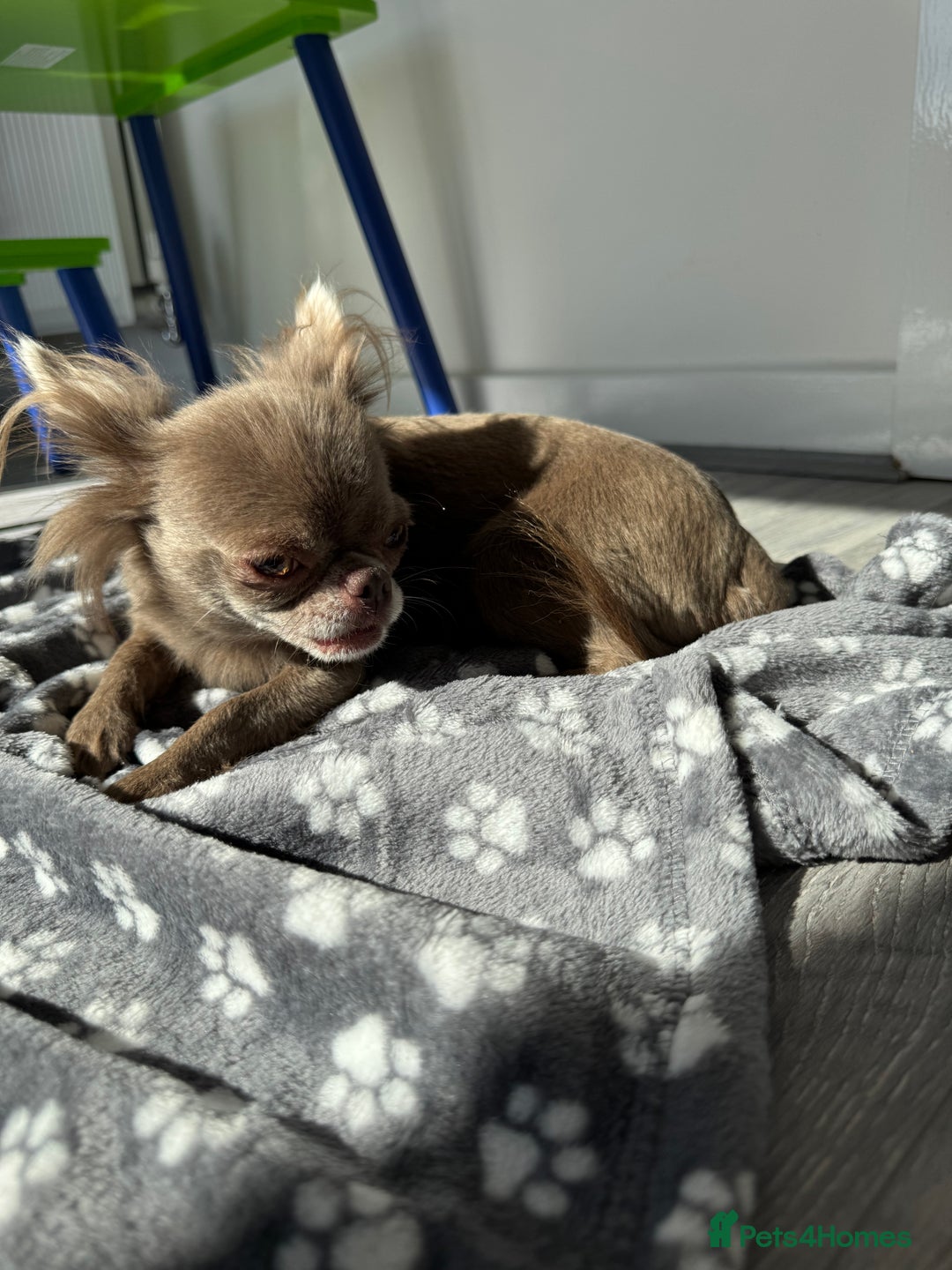 Chihuahua dogs for sale: Long haired lilac chihuahua girl - Image 7
