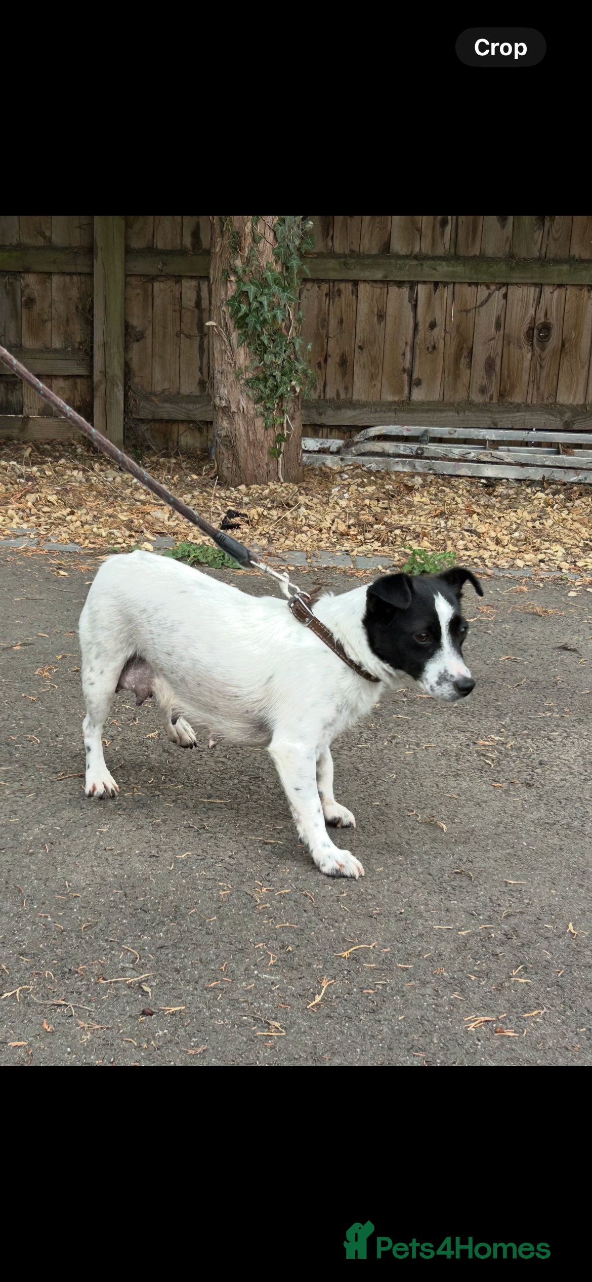 Jack Russell dogs Jack Russell puppies  - Advert 12