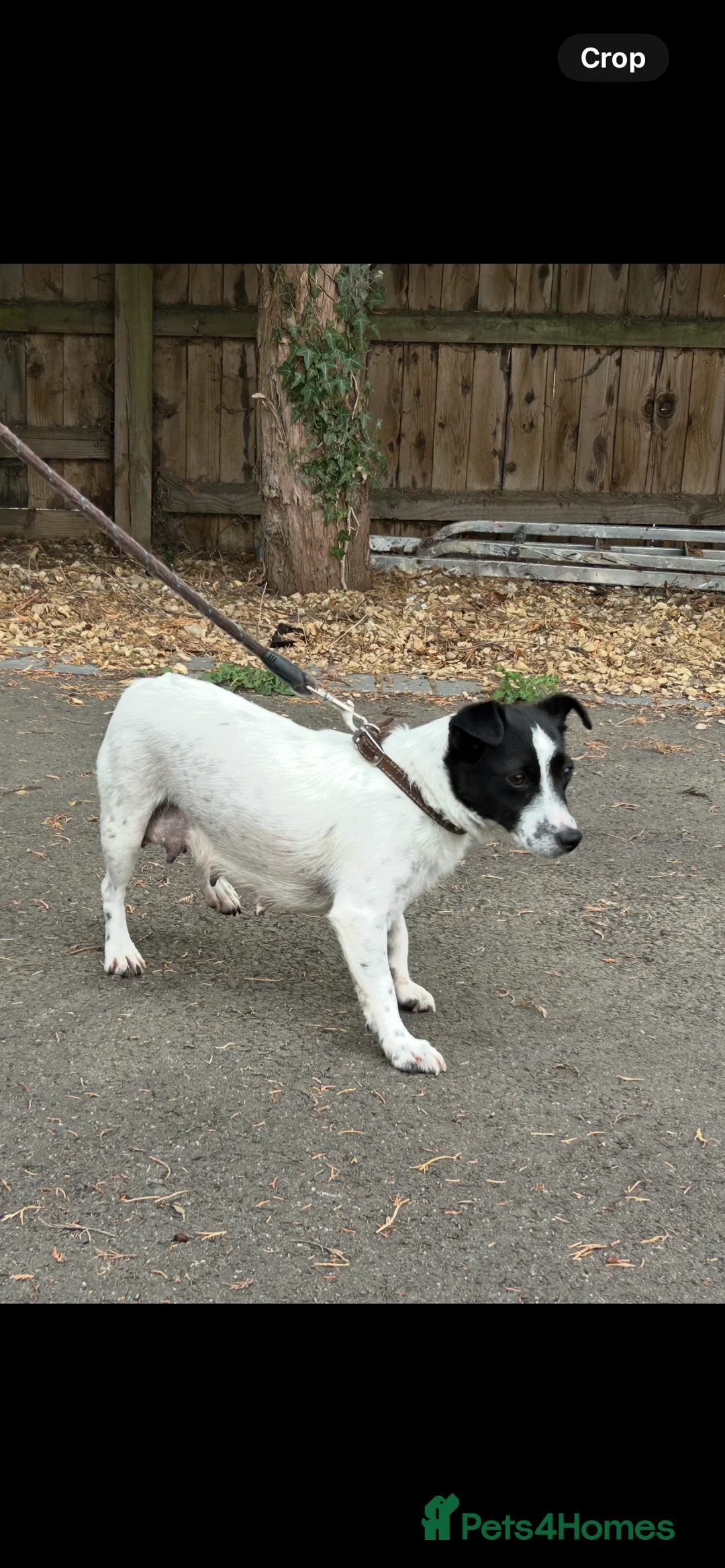 Jack Russell dogs for sale: Jack Russell puppies  - Advert 1