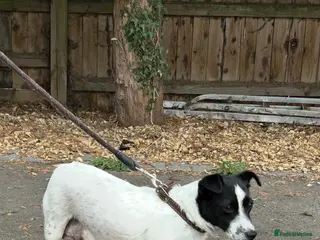 Jack Russell dogs Jack Russell puppies - Advert 12