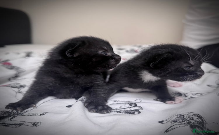 Mixed Breed cats - Advert 16
