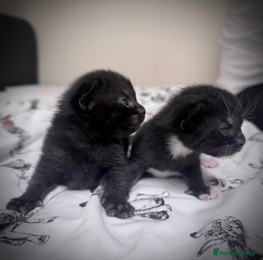 Mixed Breed cats for sale: 5 kittens for sale  - Image 1