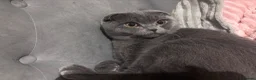 Scottish Fold cats for stud: Blue Scottish fold available for stud  - Advert 6