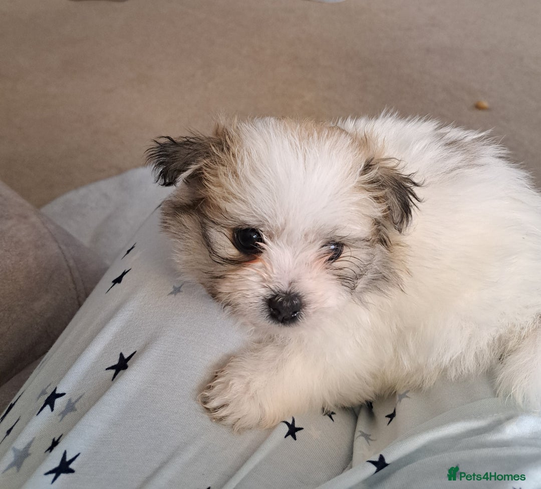 Mixed Breed dogs for sale: Beautiful Pomchon puppies FOR SALE - Image 4