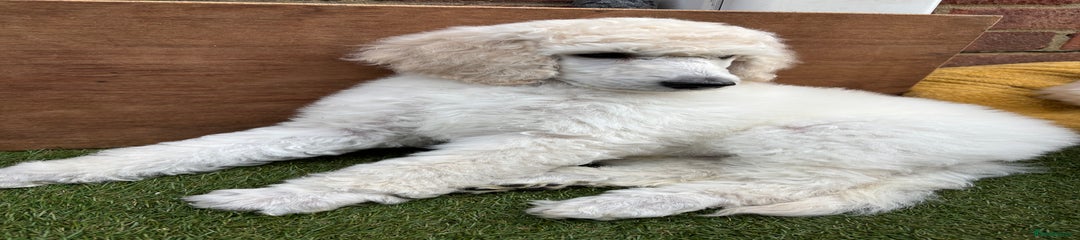 Standard Poodle Puppy 2