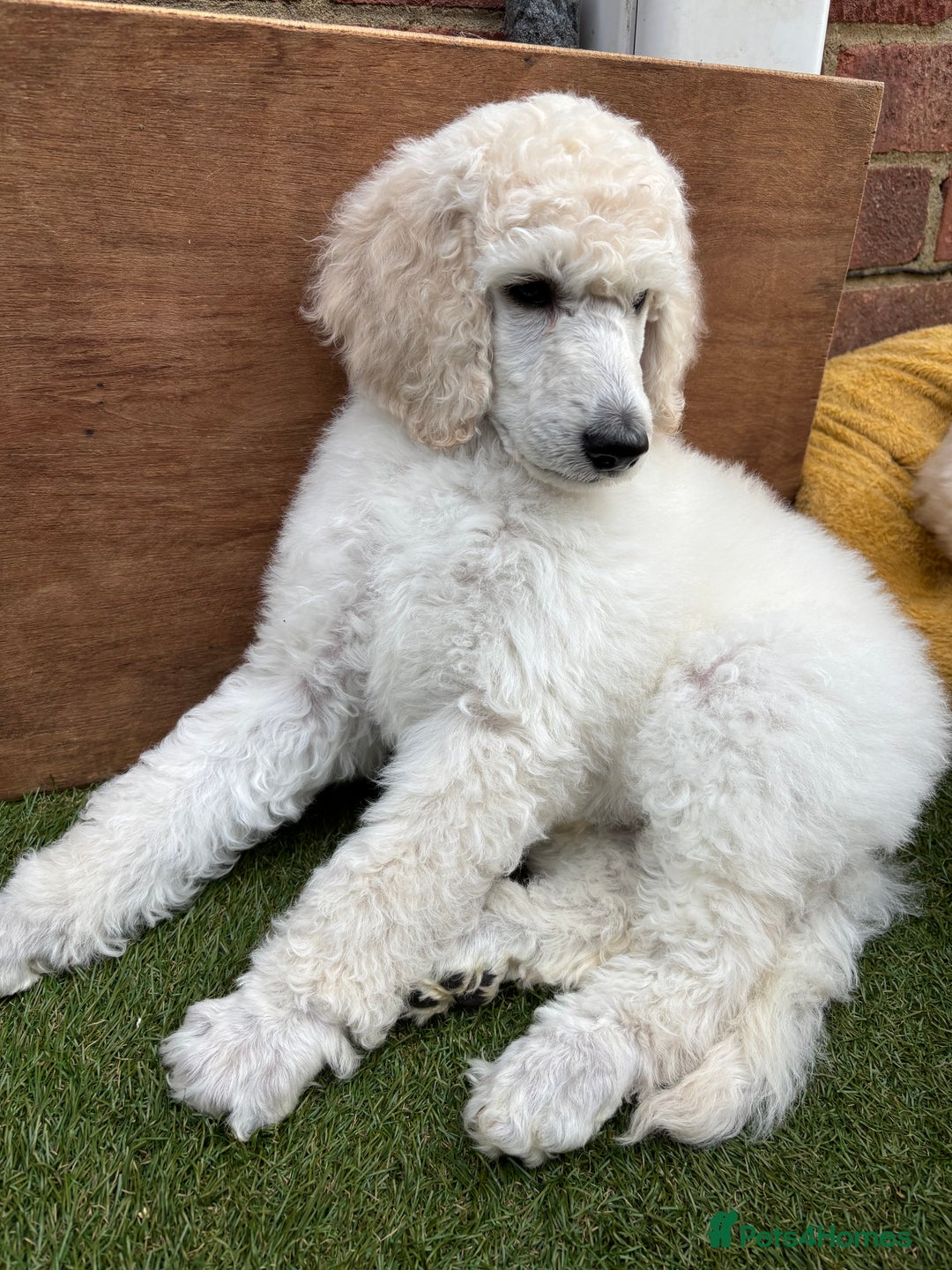 Standard Poodle dogs for sale: Standard poodle  - Image 38