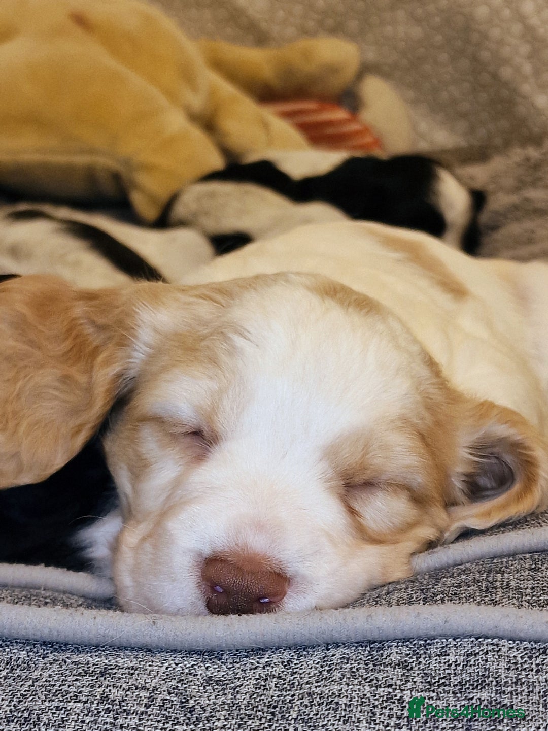 Cocker Spaniel dogs for sale: KC registered, health tested particolour litter - Advert 7