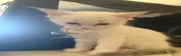 Ragdoll cats for sale: Gorgeous Ragdoll Kittens - Advert 6