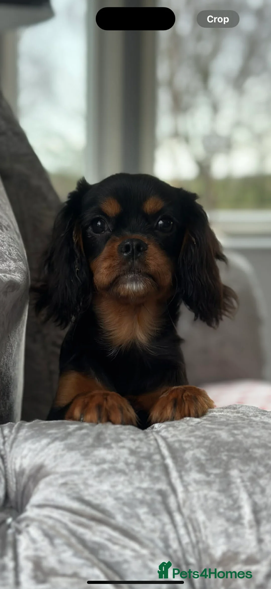 Cavalier King Charles Spaniel dogs for sale: KC registered Cavalier Puppies  - Advert 2