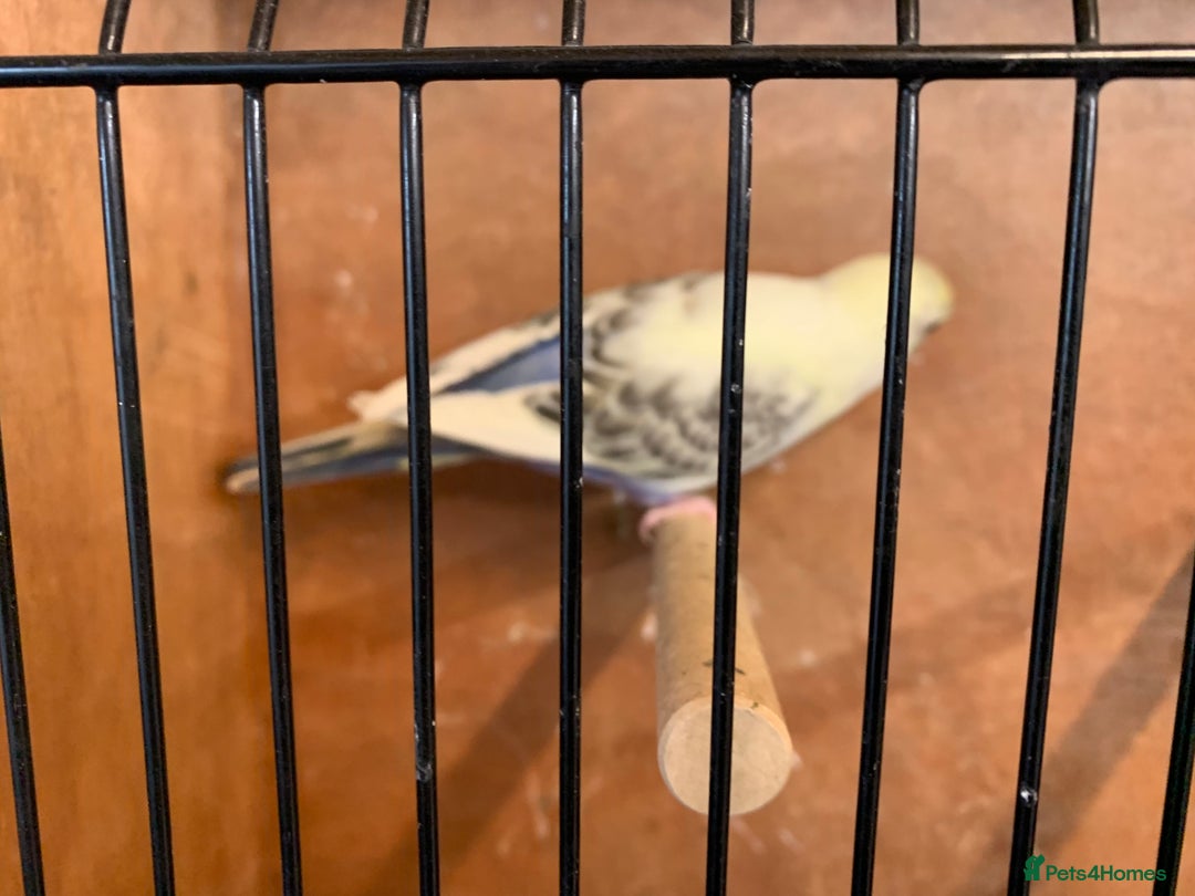 Mixed Breed birds for sale: Budgies - Advert 3