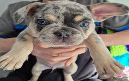 French Bulldog dogs for sale: French bulldog puppy - Image 1