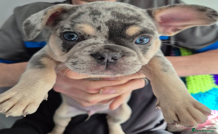 French Bulldog dogs - Advert 1