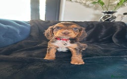Cocker Spaniel dogs for sale: BEAUTIFUL LITTER OF TRICOLOURED COCKER SPANIELS  - Image 24