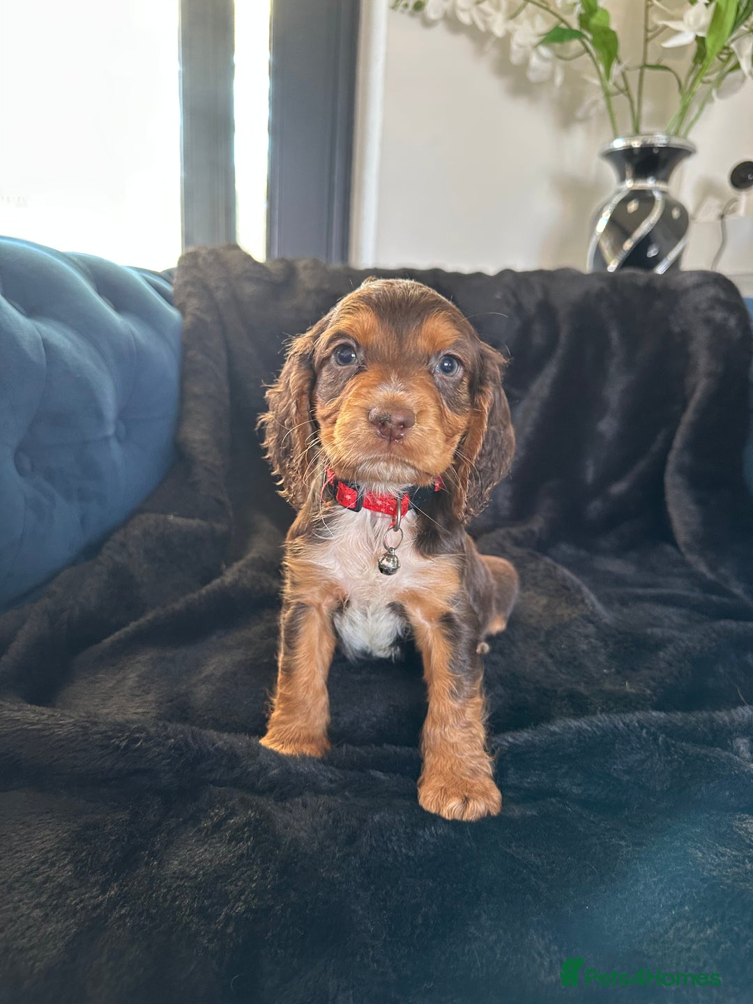 Cocker Spaniel dogs for sale: BEAUTIFUL LITTER OF TRICOLOURED COCKER SPANIELS  - Image 24
