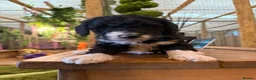 Bernedoodle dogs for sale: Black Bernedoodle Boy 1250 - Advert 11