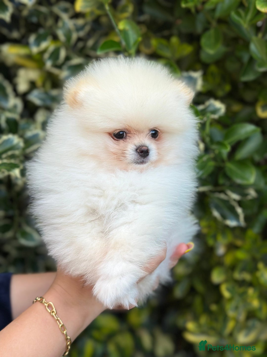 Pomeranian dogs for sale: 3 Gorgeous Pomeranian Puppies-Ready for New Homes - Image 12