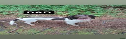 English Springer Spaniel dogs for sale: Liver and White English Springer Spaniel Puppies in Perth - Advert 20