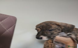 Mixed Breed dogs for sale: Lurcher cross begel  - Image 5
