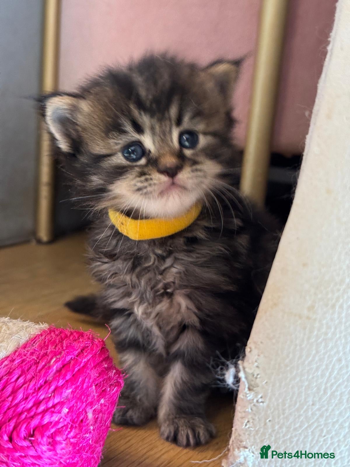 Maine Coon cats Gorgeous full breed Mainecoon kittens ready may 20 - Advert 5