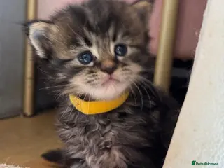 Maine Coon cats Gorgeous full breed Mainecoon kittens ready may 20 - Advert 5