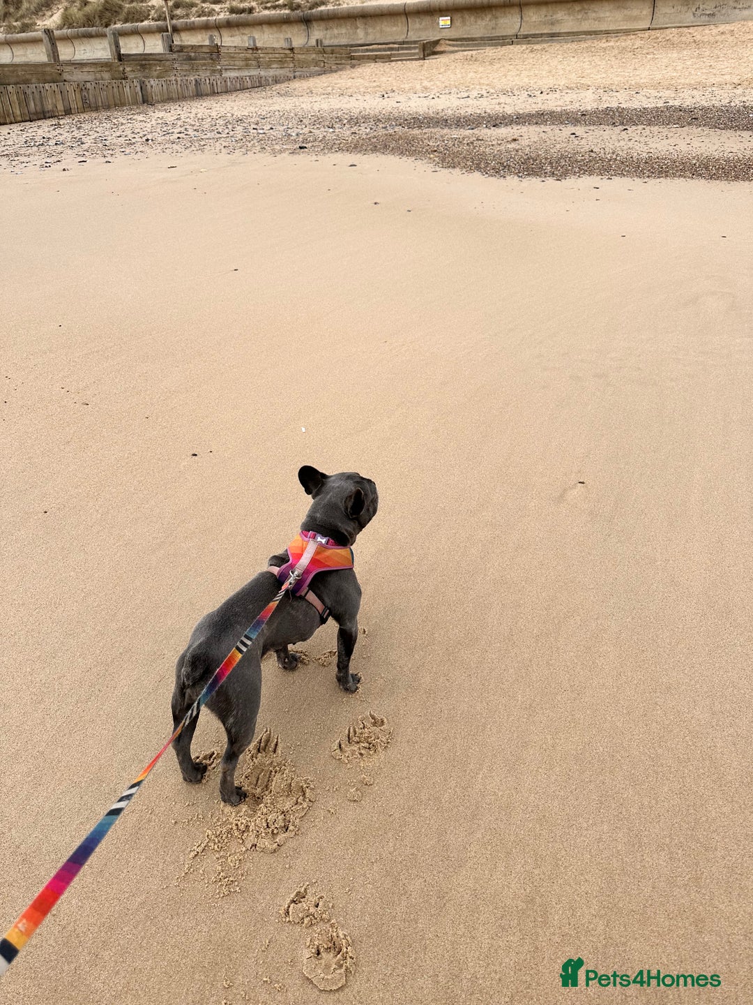 French Bulldog dogs for sale: French bull dog 7 years old  - Advert 2