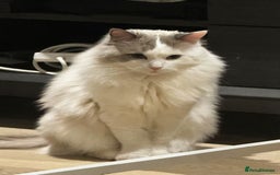 Ragdoll cats for sale: Beautiful Ragdoll cat looking for a warm home - Image 1